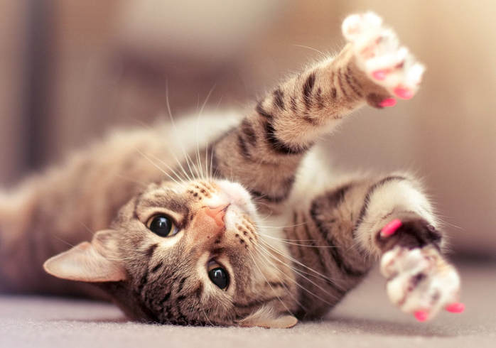 How Much Does It Cost To Declaw A Cat